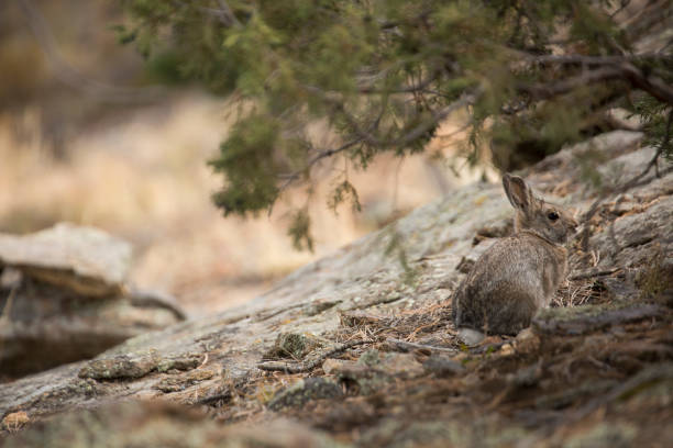 istock Rocky Mountain National Park 1065926116