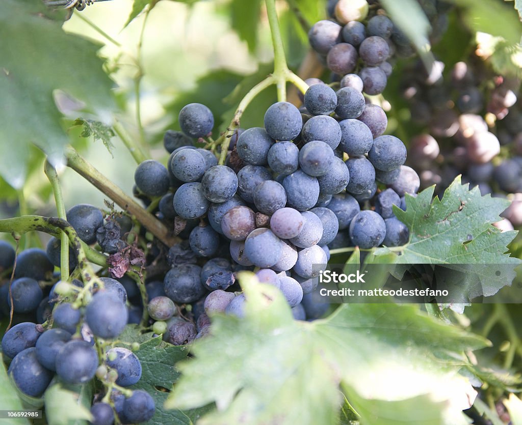 winogrono - Zbiór zdjęć royalty-free (Bez ludzi)