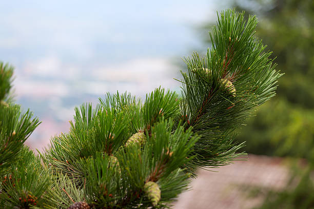 Pinecone on wood stock photo