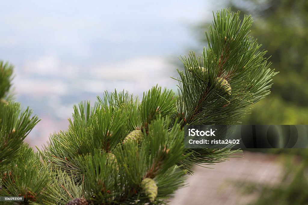 Pinecone sobre Madeira - Royalty-free Abeto Foto de stock