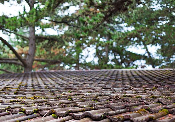 Roof of the forest stock photo