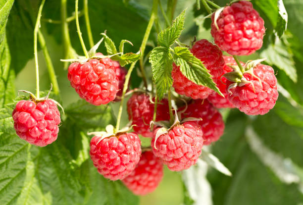 istock ripe raspberries in a garden 1065932596