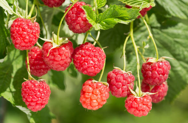istock ripe raspberries in a garden 1065932648