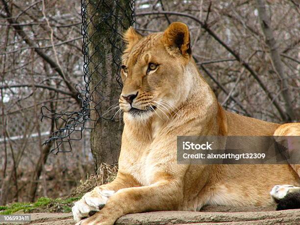 Who Me Stock Photo - Download Image Now - Africa, Alertness, Color Image