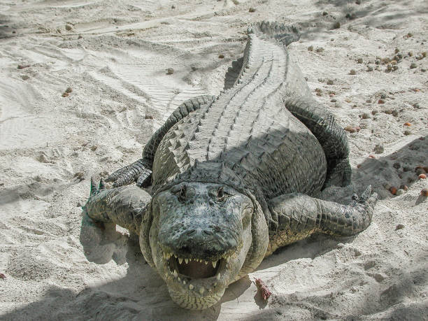 istock Close-up of One Large Captive Alligators 1065935212