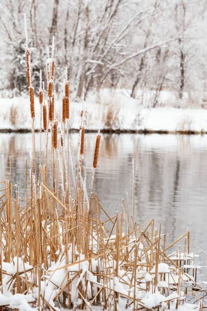 Serenidade de inverno - foto de acervo
