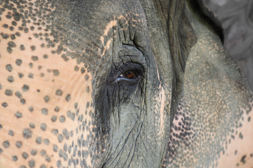 Elephant Face and Eye