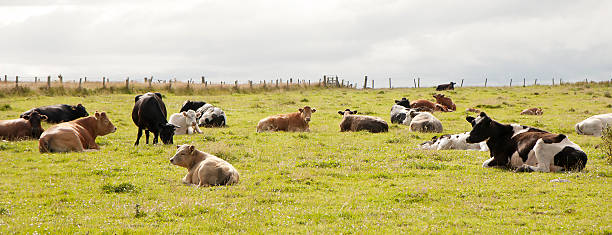 istock Cows in the country 106594096