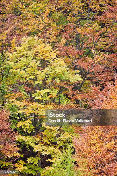 Herbst Laub Auf Monte Baldo Stockfoto und mehr Bilder von Alpen - Alpen, Baum, Bildkomposition und Technik