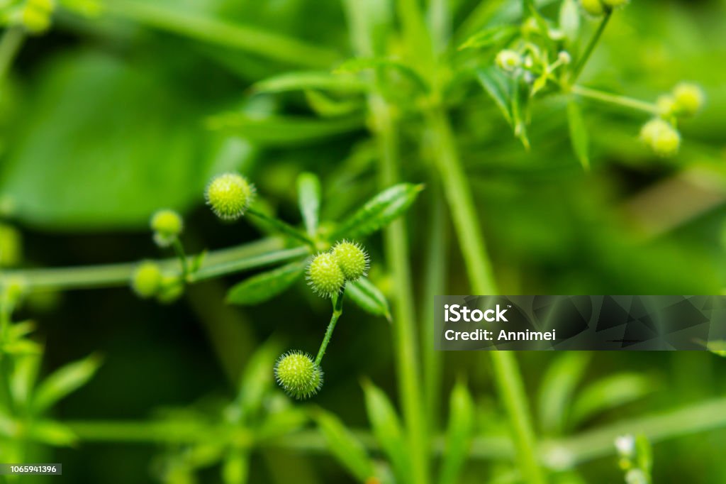 Burdock lab herb More about Kletten Rennkraut Abstract Stock Photo