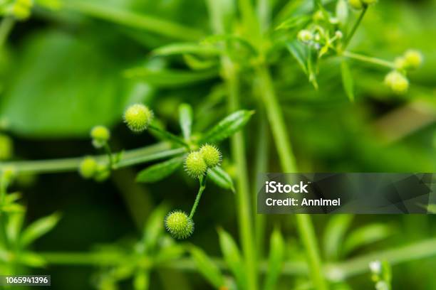 Burdock Lab Herb Stock Photo - Download Image Now - Abstract, Backgrounds, Beauty In Nature