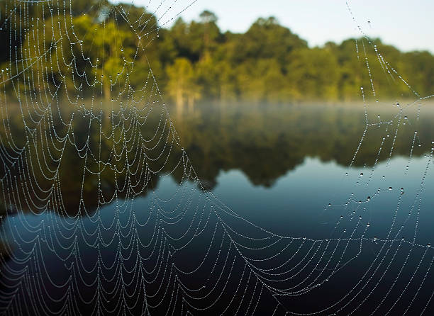 Spider web river stock photo