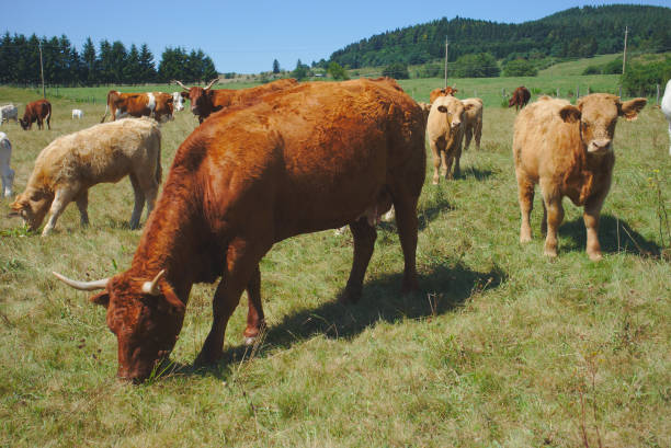 istock salers breed cow in his meadow 1065948178