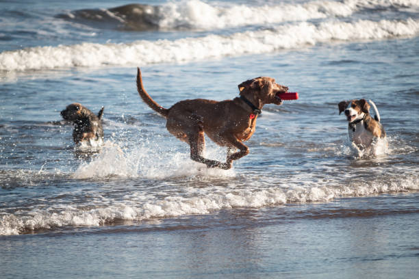 istock Dogs on the beach. 1065948318