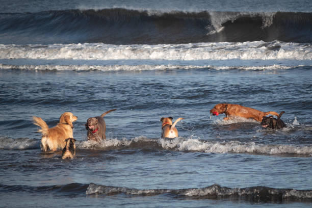 istock Dogs on the beach. 1065948466