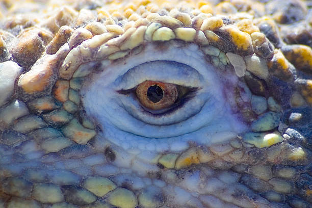 istock galapagos iguana eye detail 106595142
