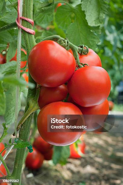 Tomate Foto de stock y más banco de imágenes de Agricultura - Agricultura, Alimento, Arbusto