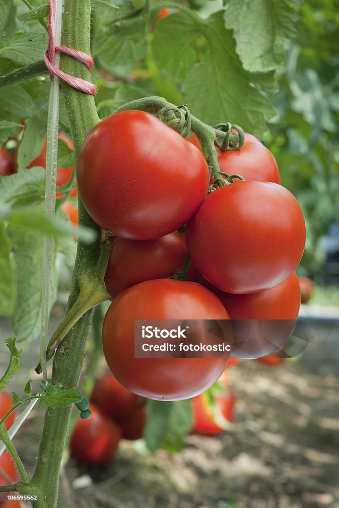 De tomate - Foto de stock de Agricultura royalty-free