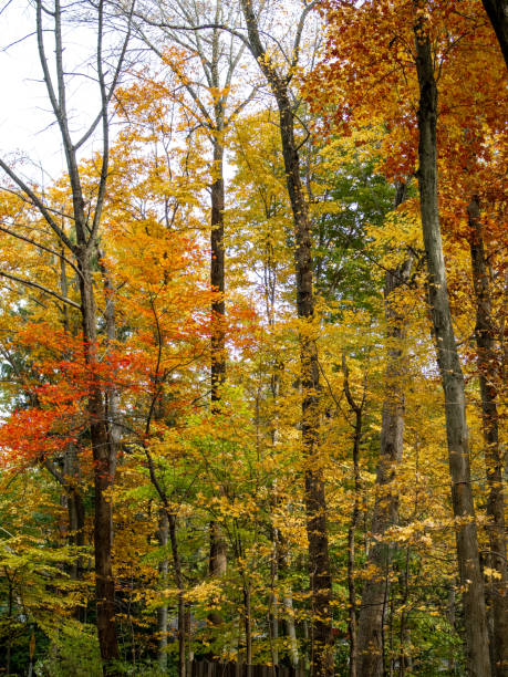 istock woodland in the fall 1065958130