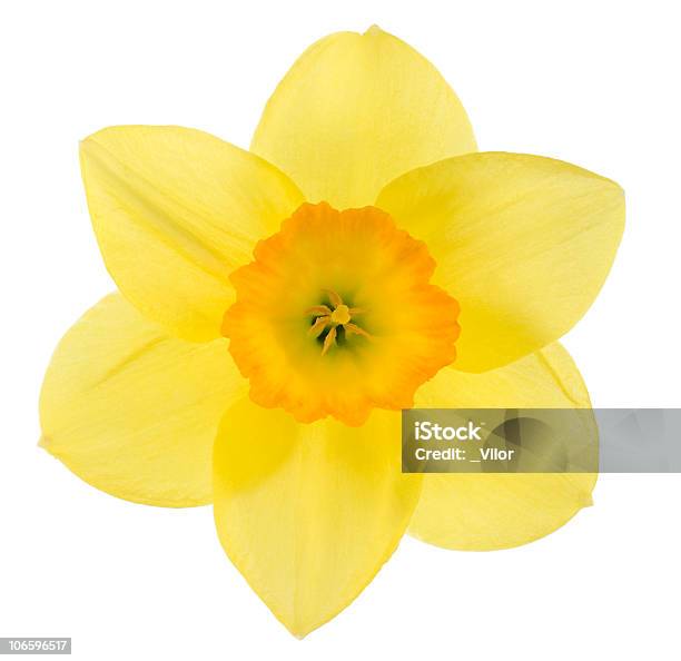 Narzisse Stockfoto und mehr Bilder von Narzisse - Narzisse, Blume, Weißer Hintergrund
