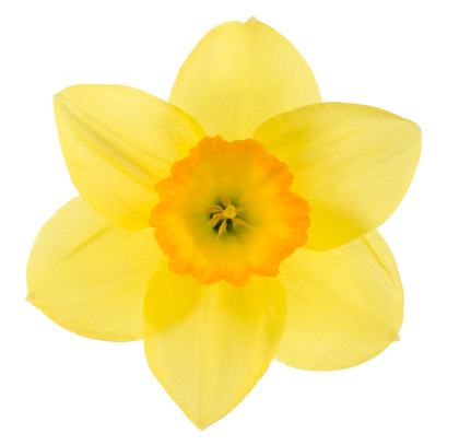 Studio Shot of Yellow and Orange Colored Daffodil Isolated on White Background. Large Depth of Field (DOF). Macro. Symbol of Self-love and Respect.