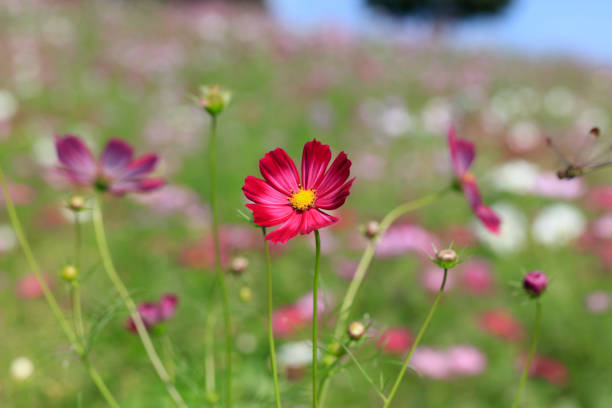 Cosmos bipinnatus - Dwarf sensation