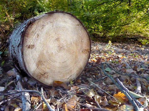 A sawn tree in the forest. Trunk. The structure of the cross-section of the log.