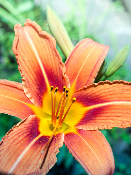 istock Orange daylily flower on a blurred green background 1065969372