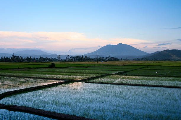 istock bicol rice paddies sunset philippines 106597420