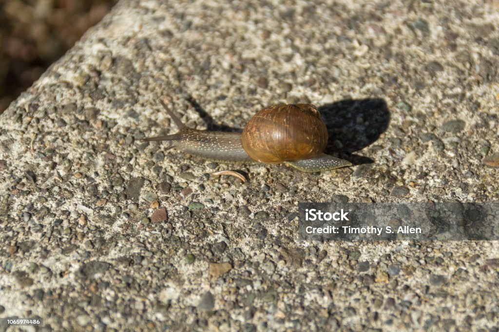 Snail On Porch Stock Photo - Download Image Now - Animal, Animal Shell,  Animal Wildlife - iStock