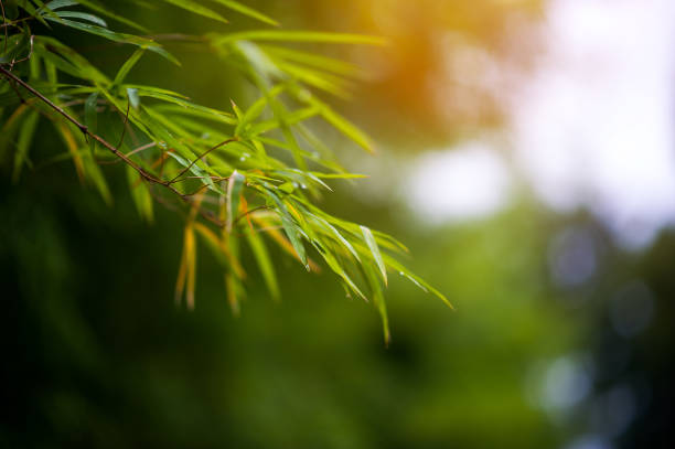 istock Bamboo forest green background Nature & Shade 1065976570