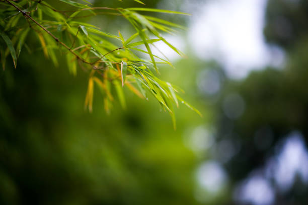 istock Bamboo forest green background Nature & Shade 1065976596