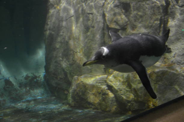 istock Gentoo penguin in zoo 1065976734