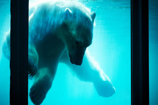 istock polar bear underwater in Zoo 1065976866
