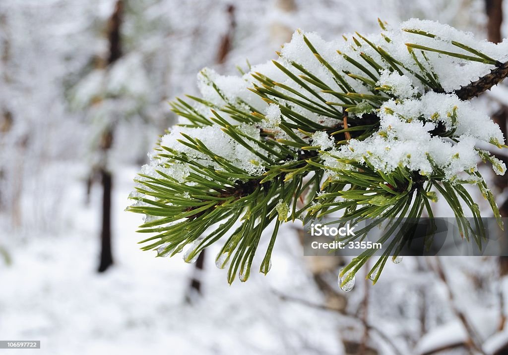 Pine - Royalty-free A nevar Foto de stock