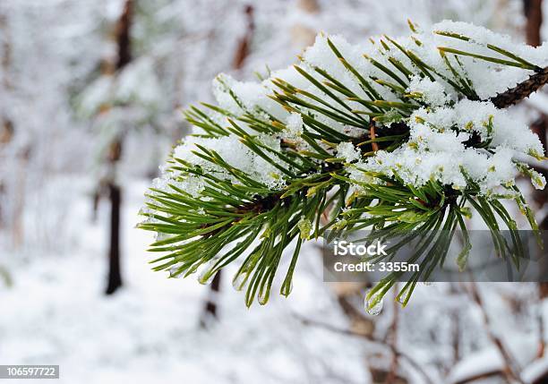 Pine - Fotografias de stock e mais imagens de A nevar - A nevar, Agulha - Parte de planta, Ao Ar Livre