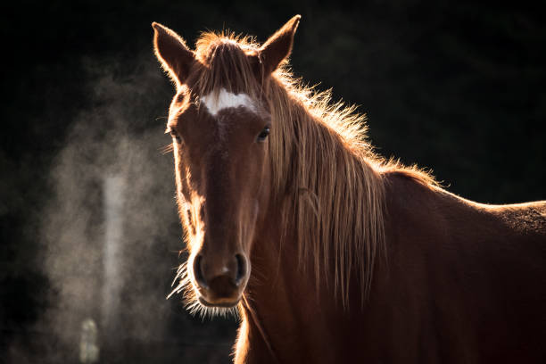 istock Portrait of a horse with back-lit lighting 1065978280