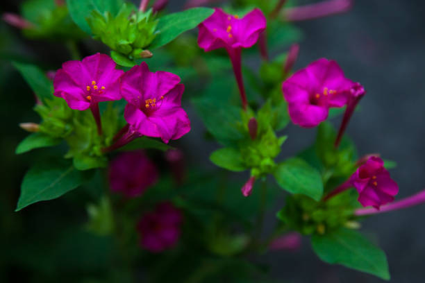 istock flowers pink petunia in the evening sun 1065978364