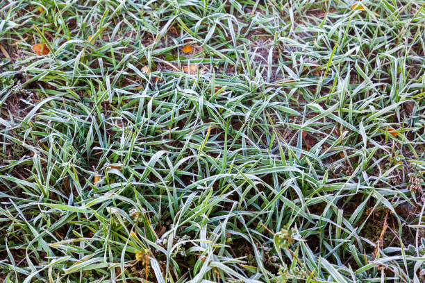 istock Winter frost on fall leaves and autumn grass background. 1065978402