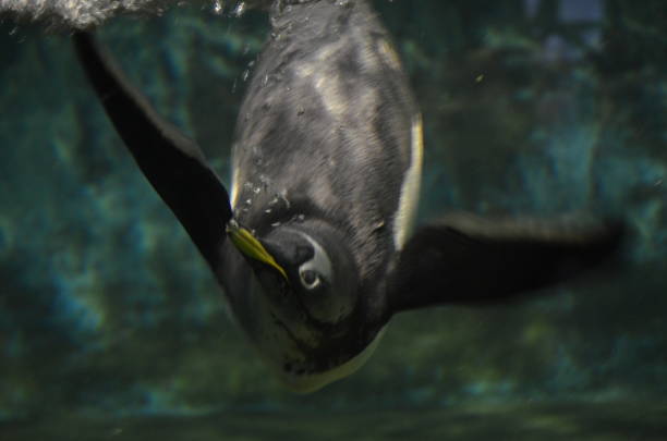 istock Gentoo penguin in zoo 1065978492