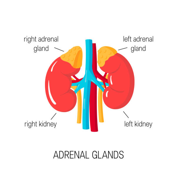Vector diagram of adrenal glands in flat style. Adrenal glands. Vector diagram in flat style. Medical illustration of endocrine organs medulla stock illustrations