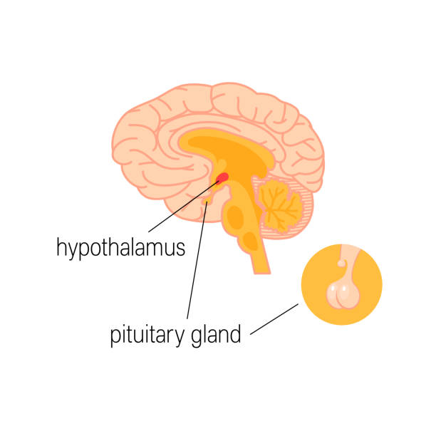 남��성 내 분 비 기관입니다. 평면 스타일에 간단한 벡터 infographic - hypothalamus stock illustrations