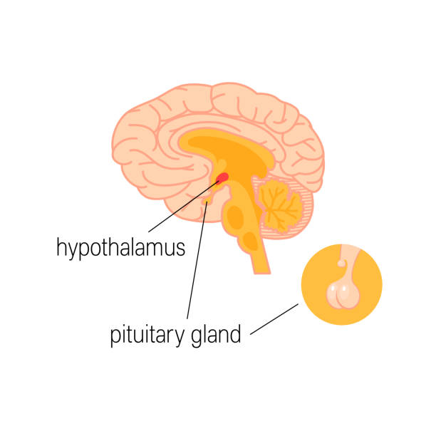 ilustrações de stock, clip art, desenhos animados e ícones de male endocrine organs. simple vector infographic in flat style - hypothalamus