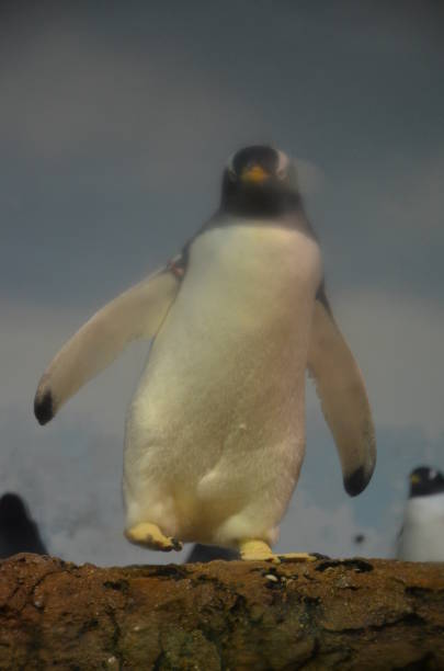 istock Gentoo penguin in zoo 1065981942