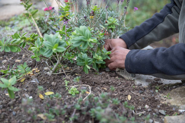 istock Gardener attends to plants in a raised bed 1065982008