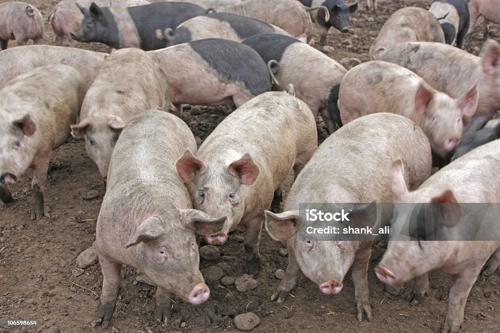 Porcos - Foto de stock de Porco royalty-free