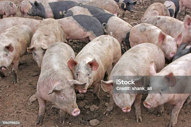 Свиньи — стоковые фотографии и другие картинки Свинья - Копытное животное - Свинья - Копытное животное, Большая группа животных, Домашняя свинья