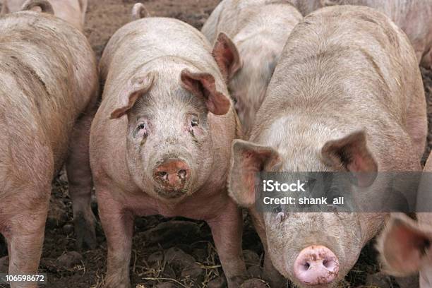 Schweine Stockfoto und mehr Bilder von Blick in die Kamera - Blick in die Kamera, Farbbild, Fotografie