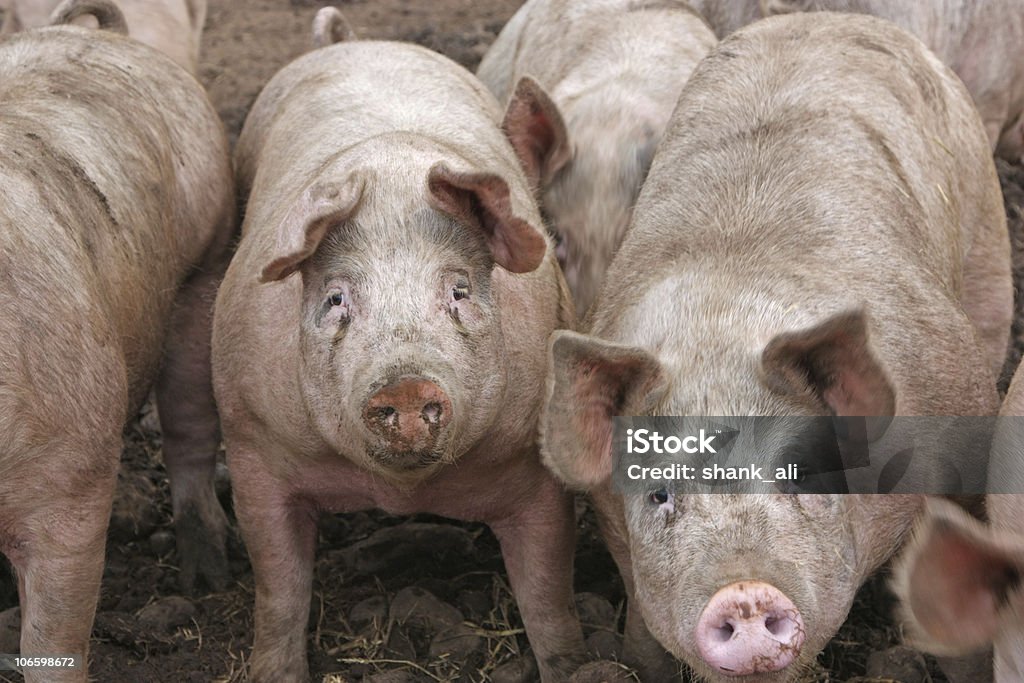 돼지 - 로열티 프리 Sow - Pig 스톡 사진