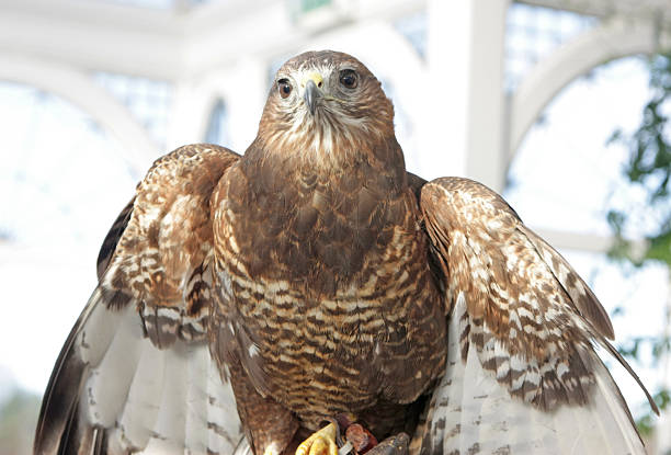 A hawk sits majestically and proudly atop a wooden post, surrounded by the vibrant greenery of natures beauty